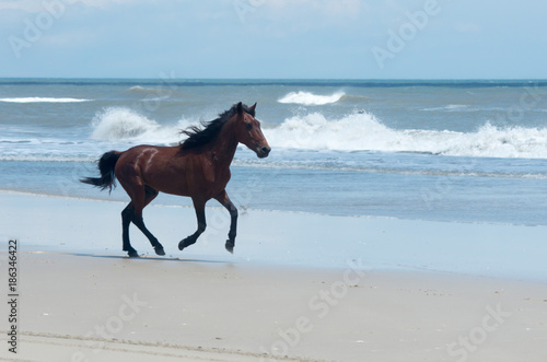 Wild Colonial Spanish Mustangs on the northern Currituck Outer Banks