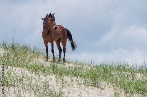 Wild Colonial Spanish Mustangs on the northern Currituck Outer Banks