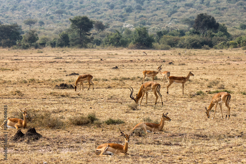 Alpha Male Impala with his Harem of Females - Scientific name: Aepyceros melampus grazing in Eastern Africa.jpg Alpha Male Impala with his Harem of Females - Scientific name: Aepyceros melampus grazing in Eastern Africa.jpg