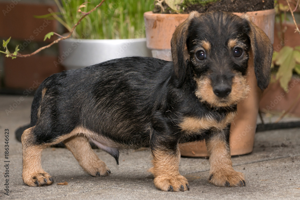Wire haired miniature dachshund puppy Rudi standing on terrace looking at  you Photos | Adobe Stock