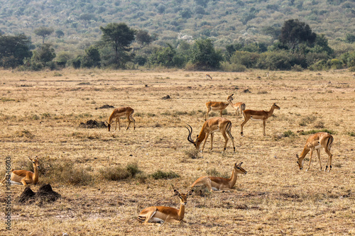 Alpha Male Impala with his Harem of Females - Scientific name  Aepyceros melampus grazing in Eastern Africa.jpg