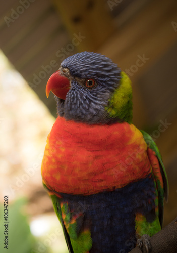 Colorful Lorikeet