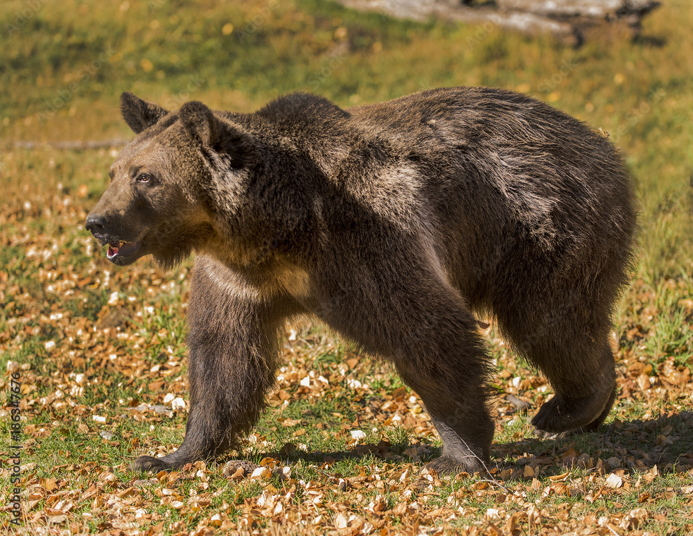 Grizzly on the Prowl Grizzly on the Prowl