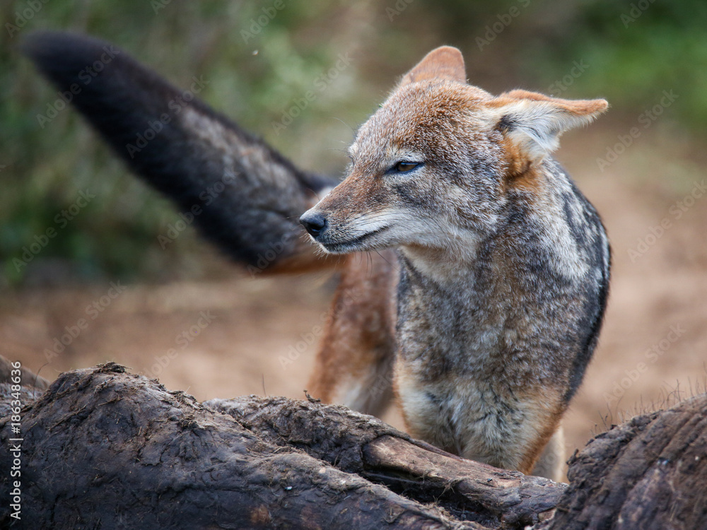 Naklejka premium Black Backed Jackal at carcass