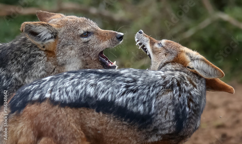 Canvastavla Jackals Fighting with Teeth Showing