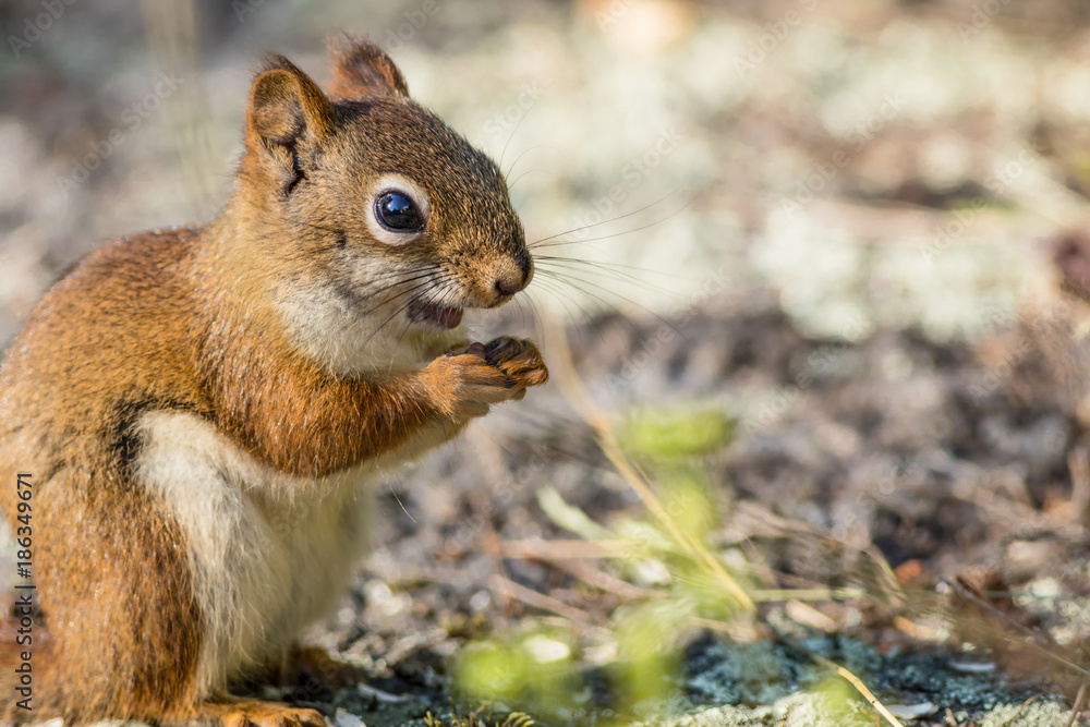 American Red Squirrel (Tamiasciurus hudsonicus) appears to be smiling as he enjoys a snack American Red Squirrel (Tamiasciurus hudsonicus) appears to be smiling as he enjoys a snack