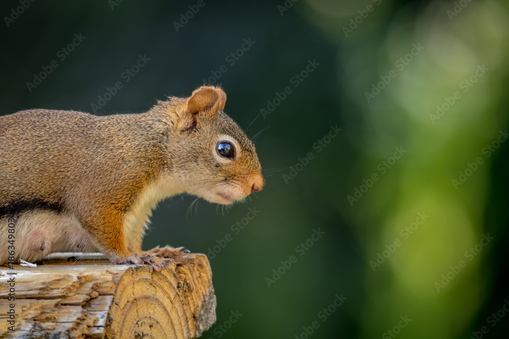 American Red Squirrel (Tamiasciurus hudsonicus) looks down from up high at the end of the log against a green background American Red Squirrel (Tamiasciurus hudsonicus) looks down from up high at the end of the log against a green background