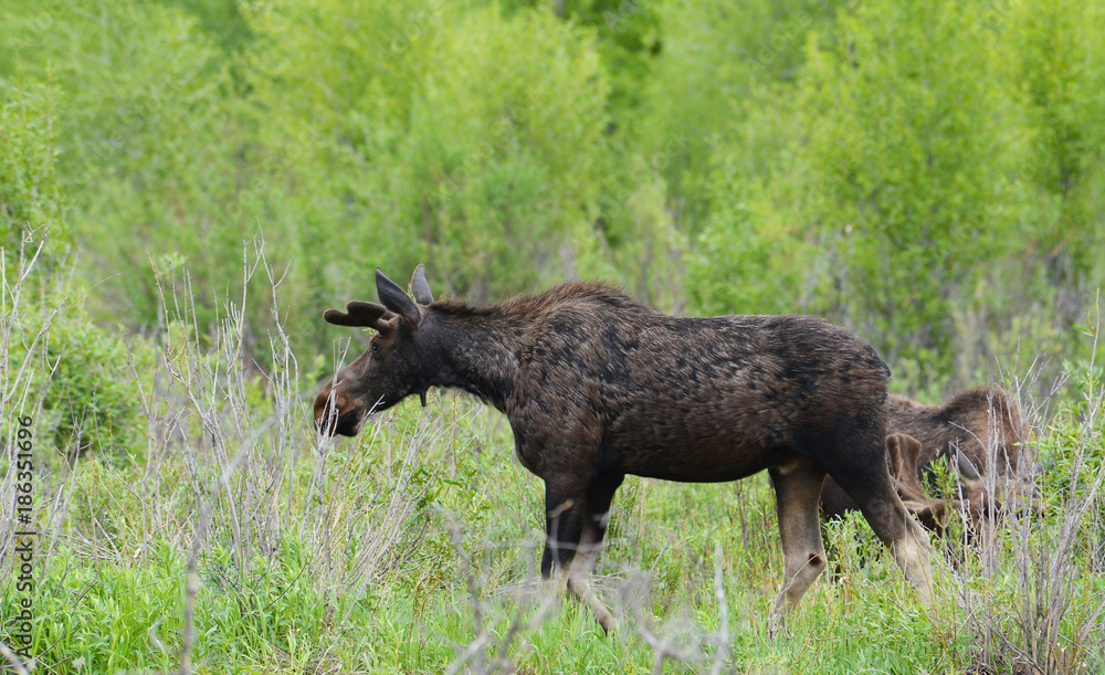 Fototapeta premium A female Moose feeds on green Willow leaves.