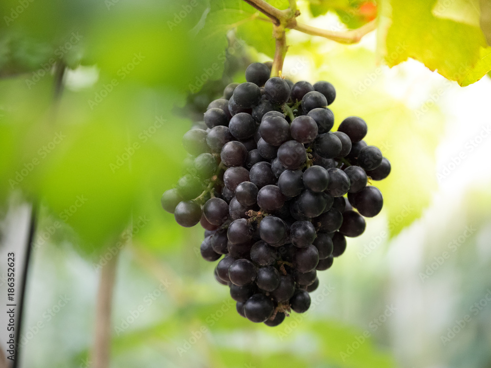 Ripe grapes in vineyards ready to harvest