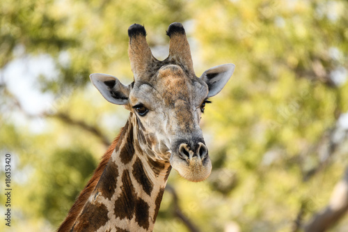 Portrait of a giraffe against a light green background, Botswana, Africa   © knelson20