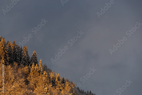 France, The grand Bornand ski resort in French alps, view on pine forest