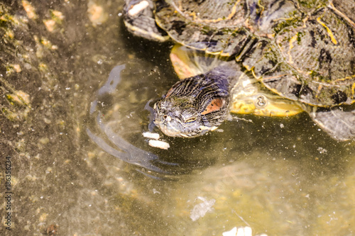 Common turtle Slider Trachemys scripta photo