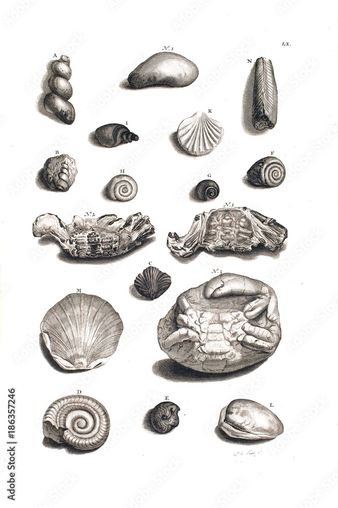 Illustration of shells. Illustration of shells.