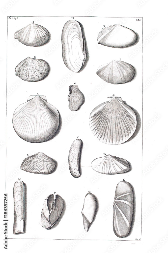 Illustration of shells. Illustration of shells.