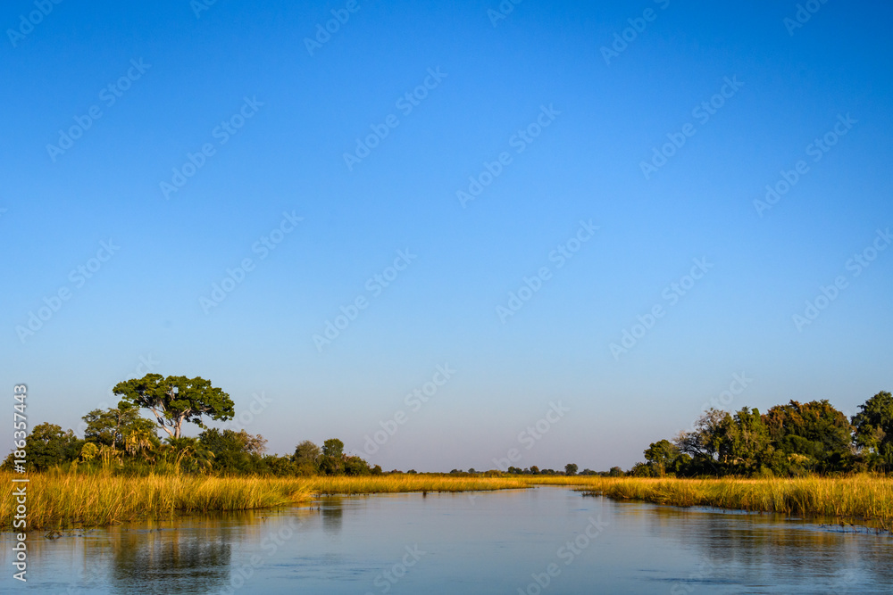 Obraz premium Vast landscape of the Okavango Delta, water, dried grasses, blue sky, and a small islands with trees and bushes, Botswana, Africa 