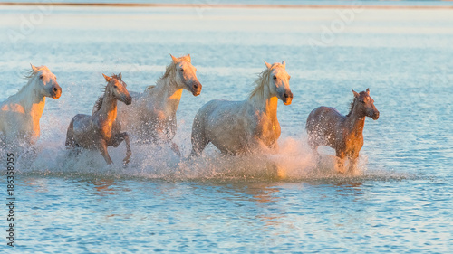 Tableau sur toile White horses and foals running in the water