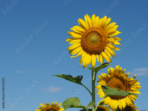 Fototapeta Naklejka Na Ścianę i Meble -  Beautiful yellow sunflower On the sky background
