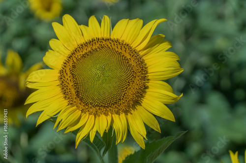 Yellow sunflower with blue green background