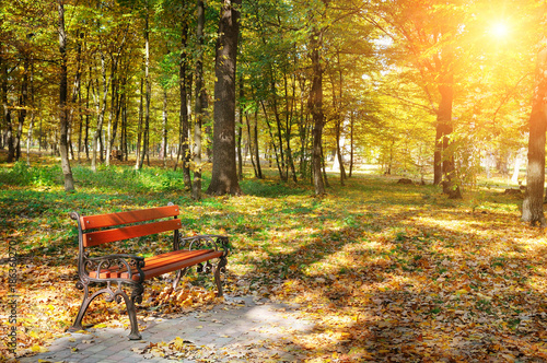 autumn park with paths and benches and sun