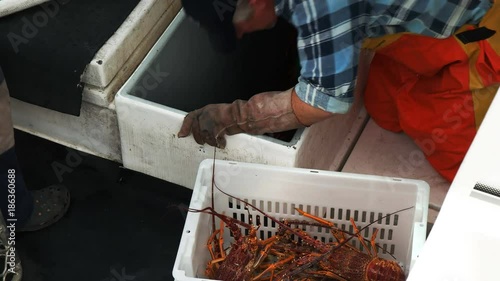 a fishermen fills a crate with live southern rock lobster at st helens on tasmania's east coast photo