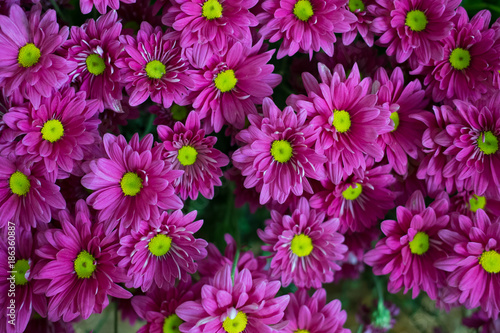 pink chrysanthemum. blooming aster flower in garden. flora bouquet