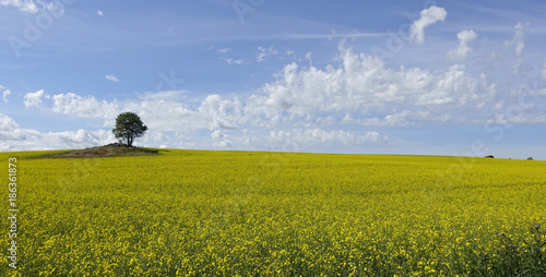 Fotografie Farmland