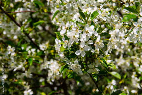 Detail of blossom cherry tree