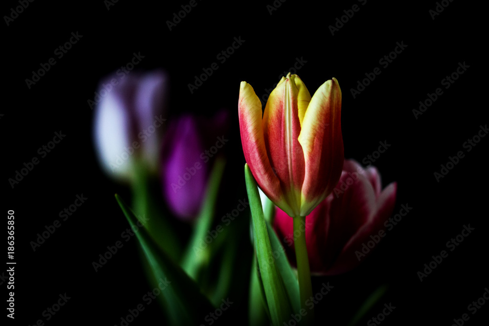 Fototapeta premium - a row of tulips II -