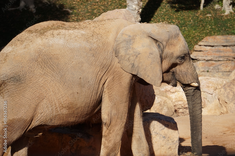 Naklejka premium Elefante en el bioparc de valencia