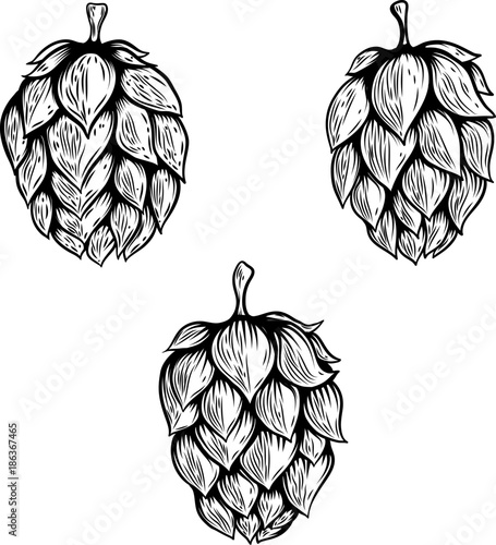 Set of hand drawn beer hop illustrations. Design element for logo, label, emblem, sign.