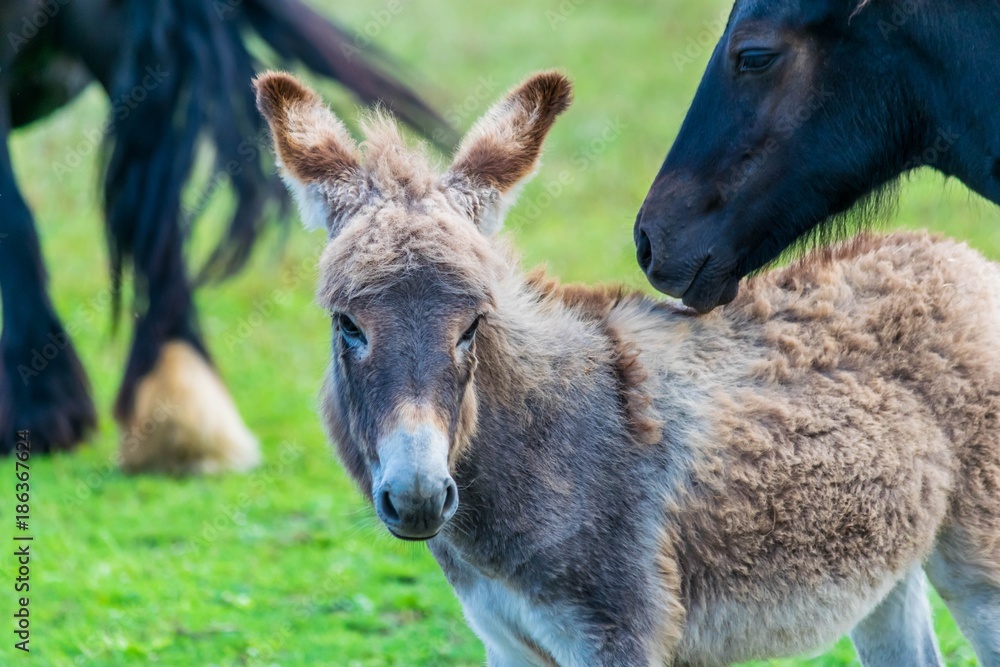 Fototapeta premium Anon.