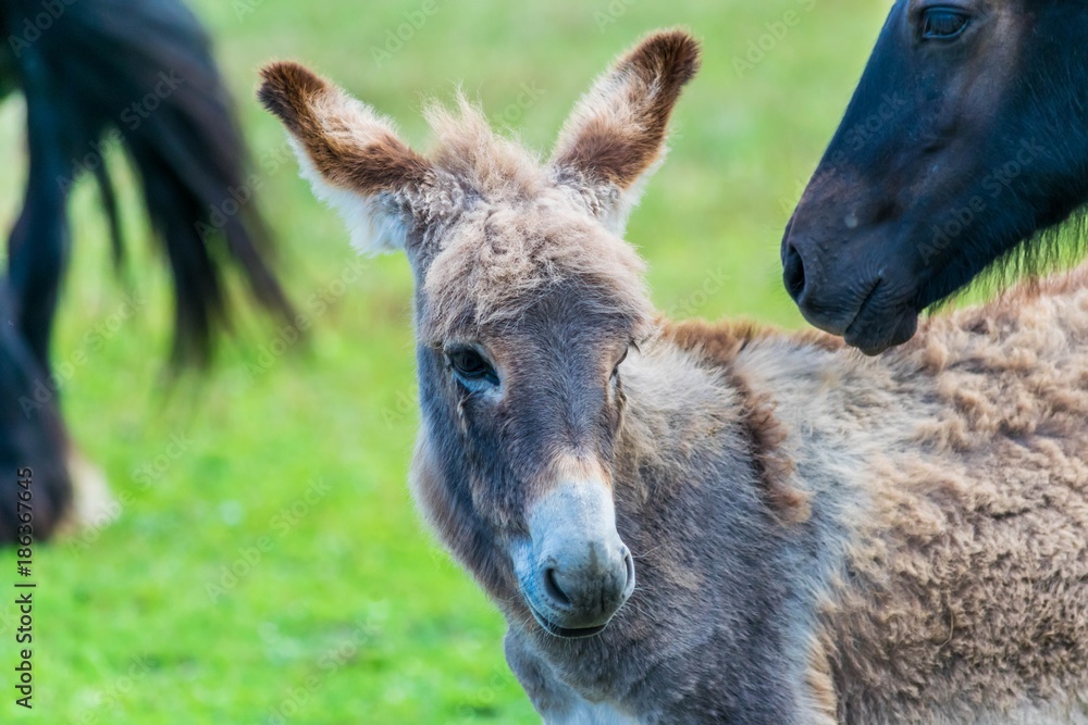 Fototapeta premium Ânon.