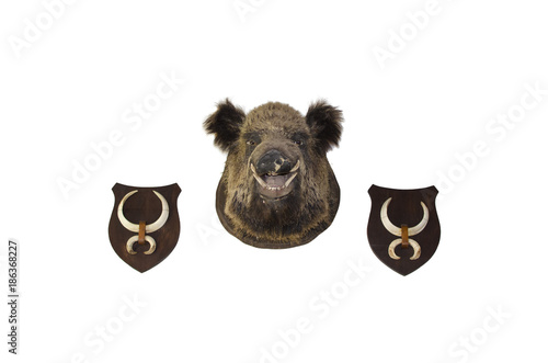 Trophy of wild boar and tusks