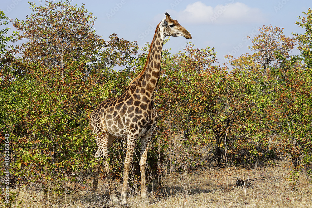 African Giraffe Kruger National Park in the wilderness Head