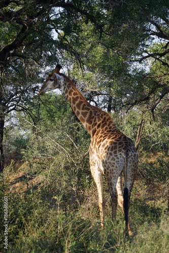 African Giraffe Kruger National Park alone in the wilderness