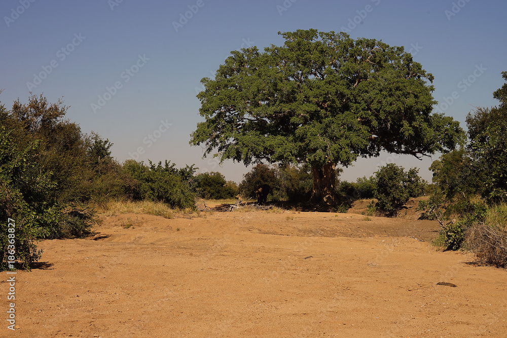 Obraz premium African Street in the Wilderness with Tree