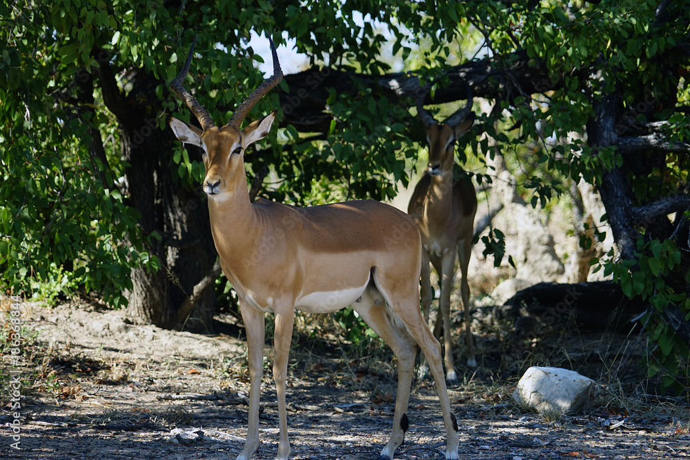 Gazelle in the wilderness of Africa alone Gazelle in the wilderness of Africa alone