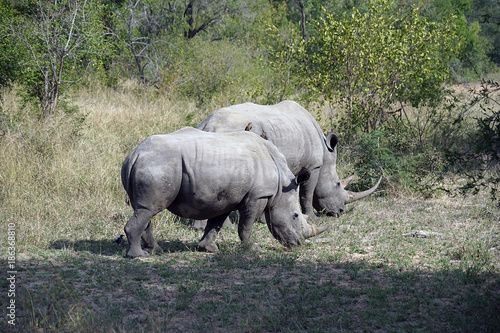 white Rhino in the wilderness of Africa