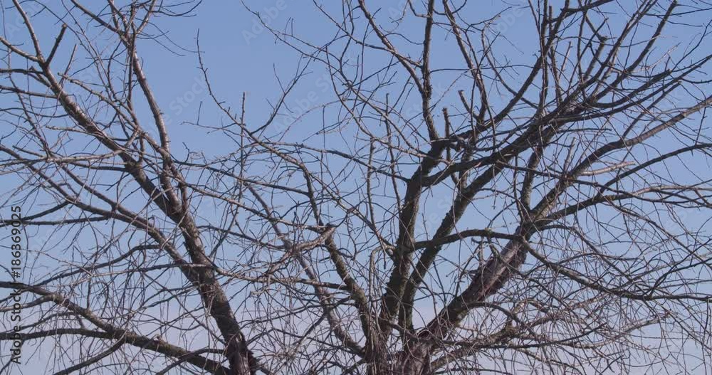Dry tree without leaves 4k nature video. Camera moving up. Autumn tree branches on clear sky background. Dry tree without leaves 4k nature video. Camera moving up. Autumn tree branches on clear sky background.