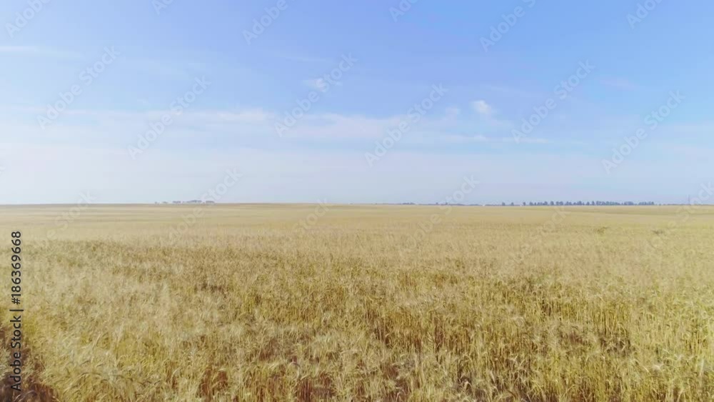 Flight over wheat or rye field aerial view 4k video. Harvest agriculture farm rural landscape. Horizon blue clear sky Flight over wheat or rye field aerial view 4k video. Harvest agriculture farm rural landscape. Horizon blue clear sky