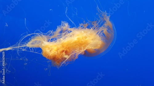 Obraz na plátně Phacellophora camtschatica: Egg Yolk Jellyfish