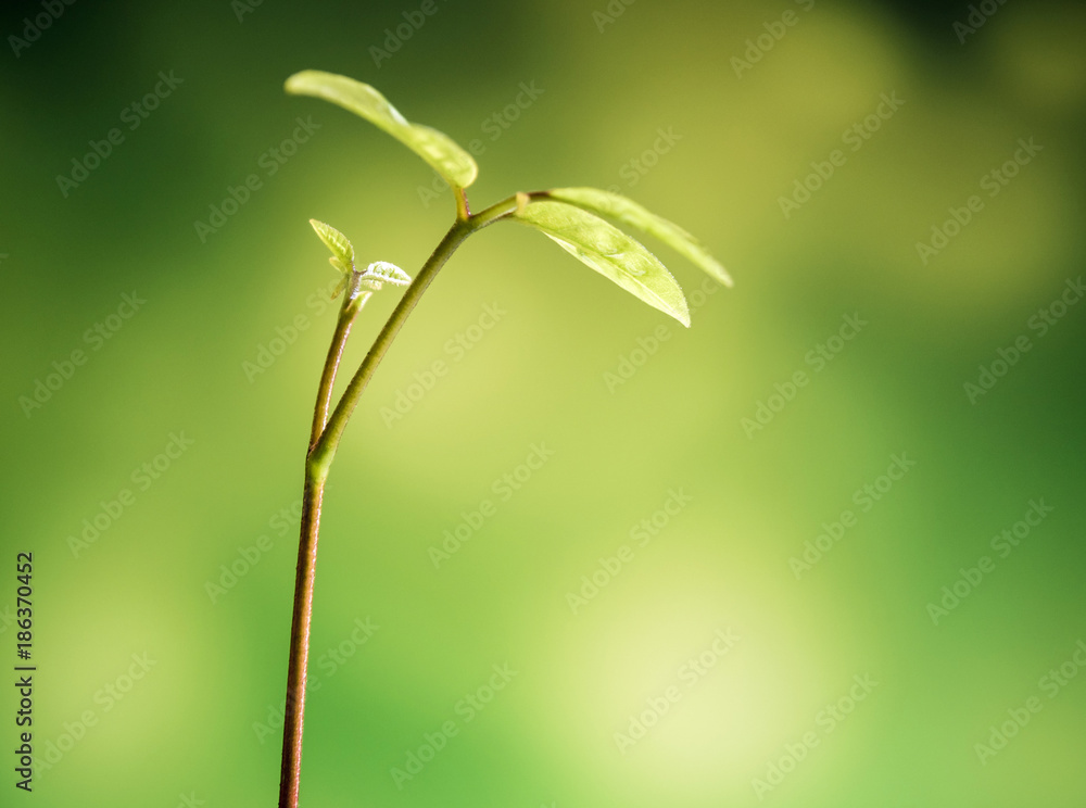 Bud leaves of young plant seeding in forest Bud leaves of young plant seeding in forest