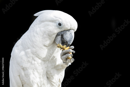 Cockatoo parrot eating from its foot