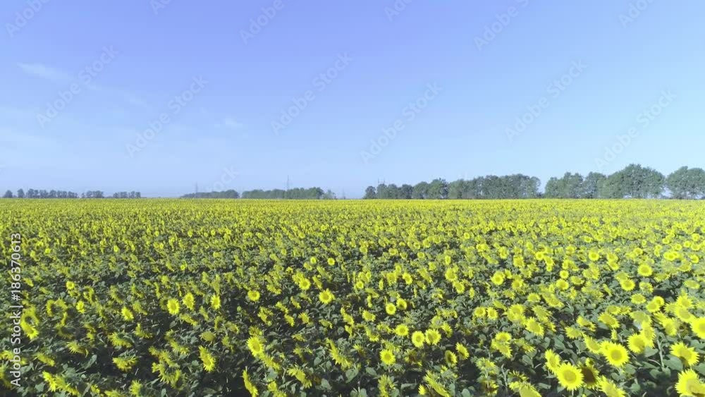 Flight over sunflowers field 4k aerial video. Harvest agriculture farm rural landscape. Agriculture industry Flight over sunflowers field 4k aerial video. Harvest agriculture farm rural landscape. Agriculture industry