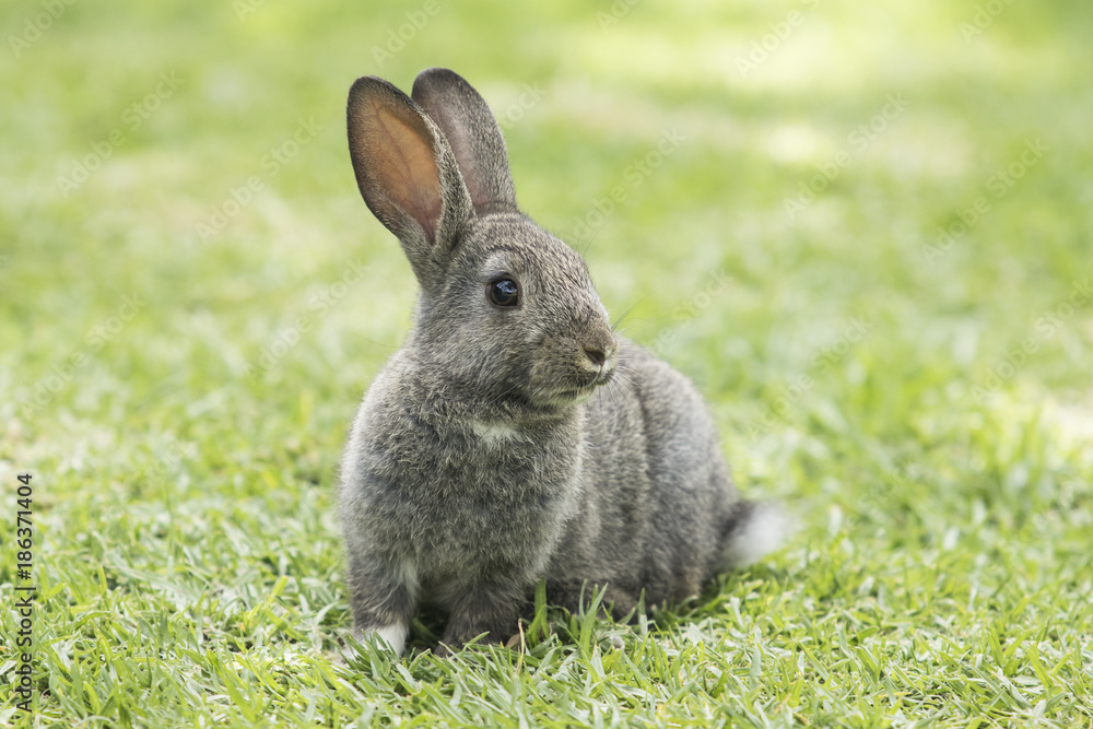 fluffy brown rabbit sitting on a green lawn fluffy brown rabbit sitting on a green lawn