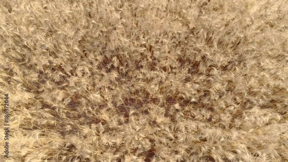 Flight over wheat or rye field aerial top view 4k video. Harvest agriculture farm rural landscape. Flight over wheat or rye field aerial top view 4k video. Harvest agriculture farm rural landscape.
