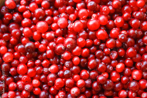 Close-up of red berries in a big pile. Top view