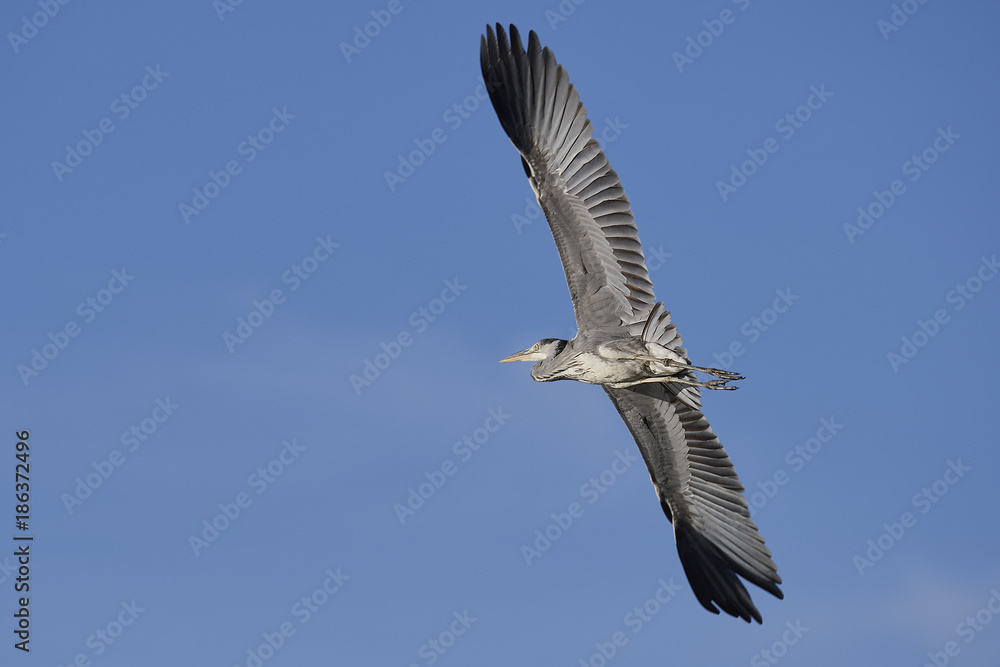 Obraz premium Airone cenerino