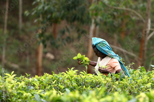 Teeproduktion und Teepflückerinnen in Sri Lanka 