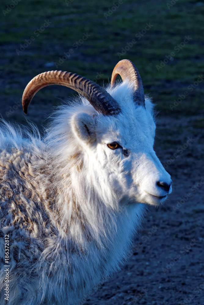 Obraz premium The thinhorn sheep